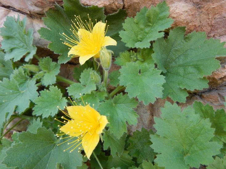 Image of yellow stingbush