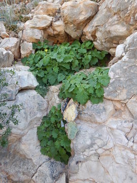 Image of yellow stingbush