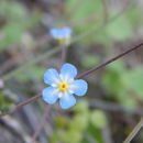 <i>Omphalodes aliena</i> resmi