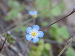 صورة <i>Omphalodes aliena</i>