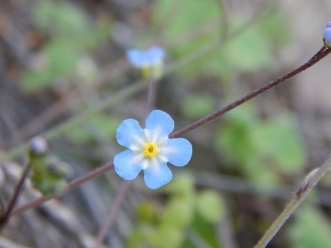 <i>Omphalodes aliena</i> resmi