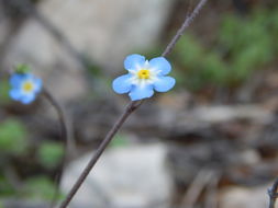 صورة <i>Omphalodes aliena</i>