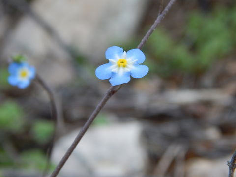 <i>Omphalodes aliena</i> resmi