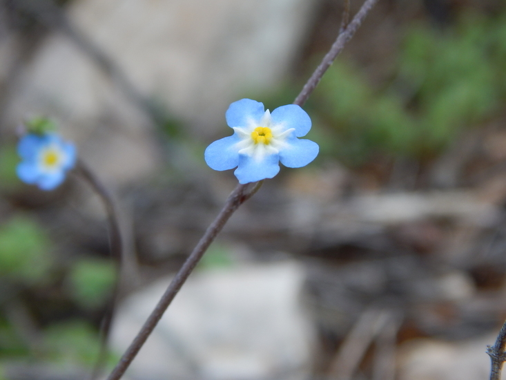 صورة <i>Omphalodes aliena</i>