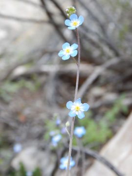 <i>Omphalodes aliena</i> resmi