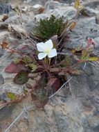 Imagem de Oenothera tetraptera Cav.