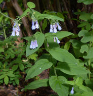 Image of tall fringed bluebells