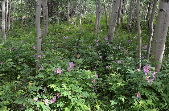 Sivun Rosa woodsii Lindl. kuva