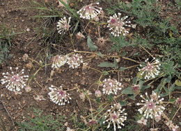 Image of snowball sand verbena