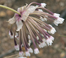 Image of snowball sand verbena