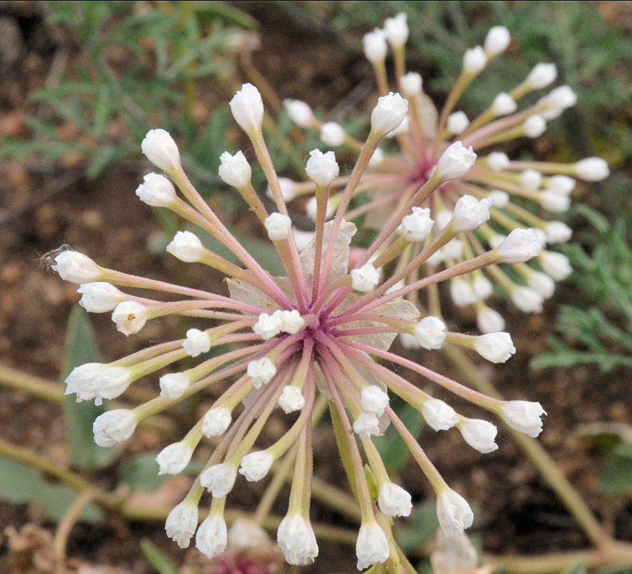 Image of snowball sand verbena