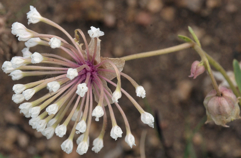 Image of snowball sand verbena