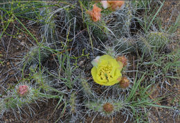 Image of Panhandle Prickly-pear