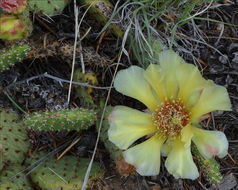 Image of Panhandle Prickly-pear