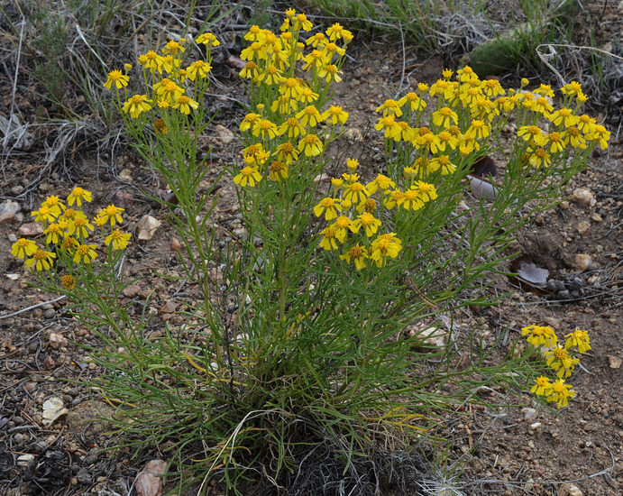 Imagem de Hymenoxys richardsonii var. floribunda (A. Gray) Parker