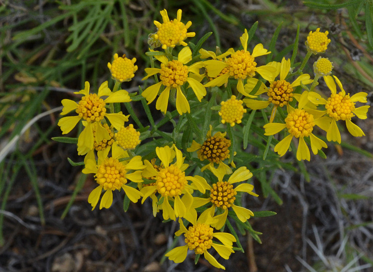 Imagem de Hymenoxys richardsonii var. floribunda (A. Gray) Parker