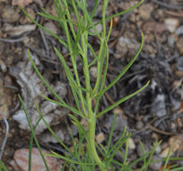 Image of Colorado rubberweed