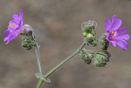 Mirabilis linearis (Pursh) Heimerl resmi