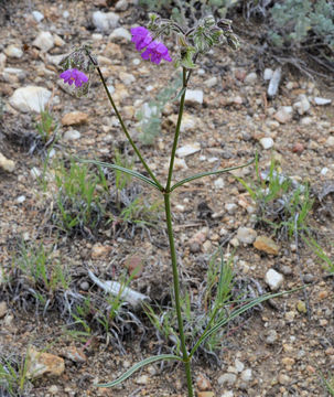 Mirabilis linearis (Pursh) Heimerl resmi