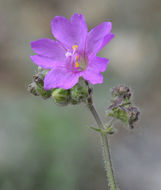 Mirabilis linearis (Pursh) Heimerl resmi