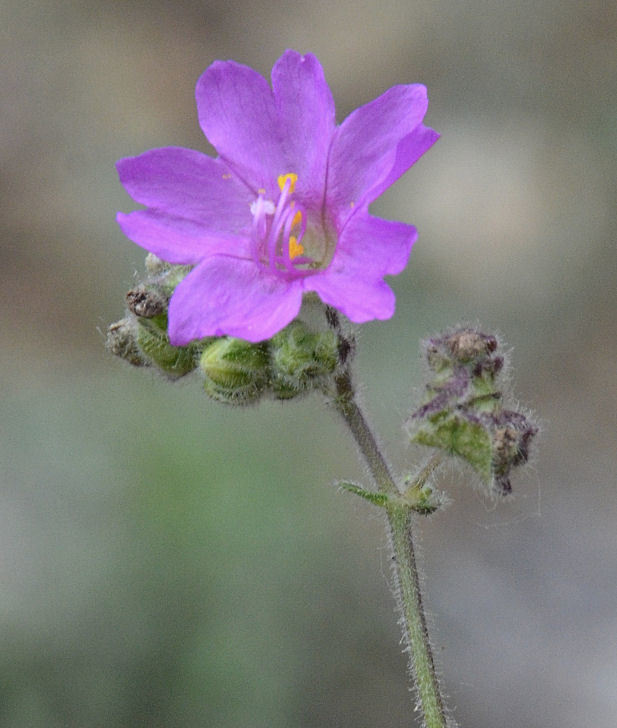 Mirabilis linearis (Pursh) Heimerl resmi