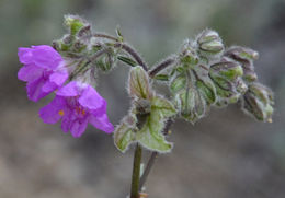 Mirabilis linearis (Pursh) Heimerl resmi