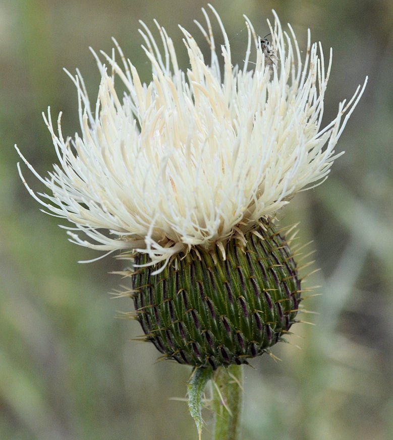 Image of prairie thistle