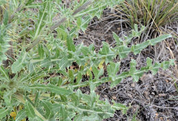 Image of prairie thistle