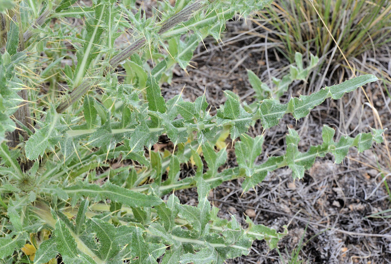 Image of prairie thistle