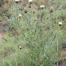 Image of prairie thistle