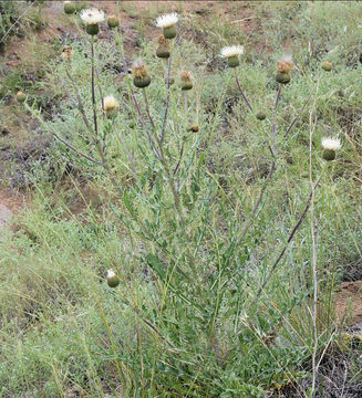 Sivun Cirsium canescens Nutt. kuva