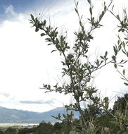 Image of alderleaf mountain mahogany