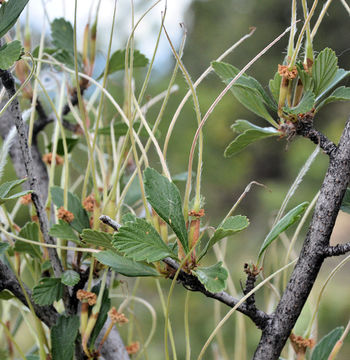 Image of alderleaf mountain mahogany