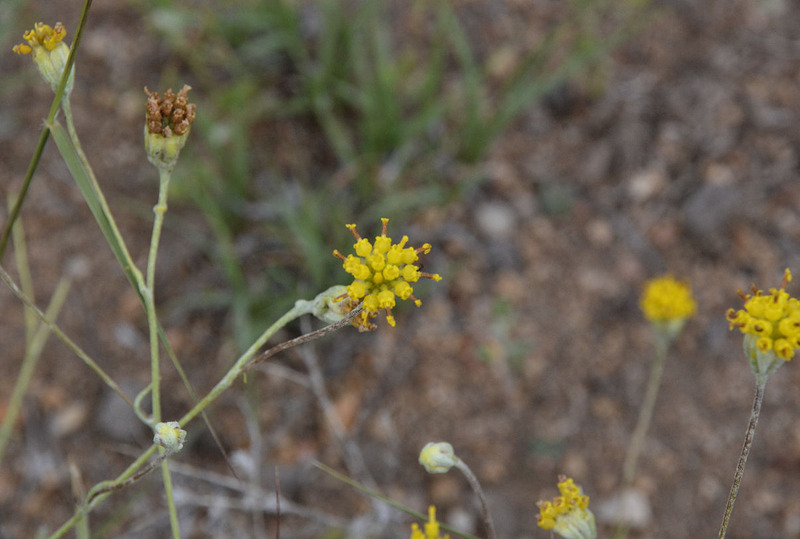 Plancia ëd Hymenopappus filifolius Hook.