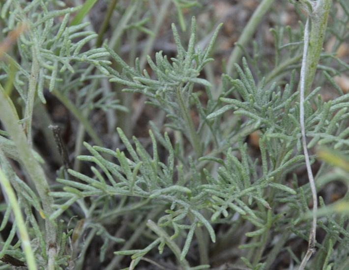 Plancia ëd Hymenopappus filifolius Hook.