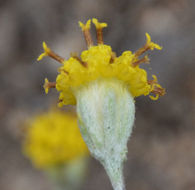 Plancia ëd Hymenopappus filifolius Hook.