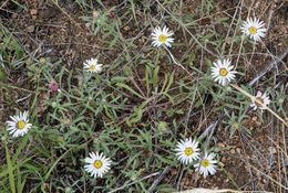 Image of Fendler's Townsend daisy