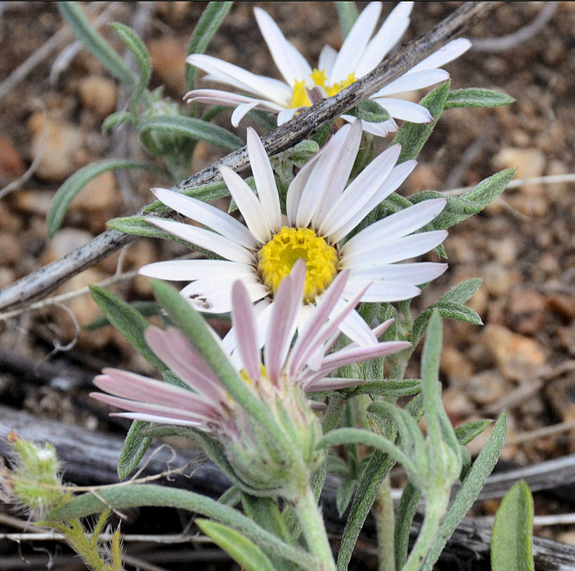 Image of Fendler's Townsend daisy