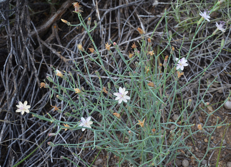 صورة Stephanomeria pauciflora (Torr.) A. Nels.