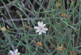 صورة Stephanomeria pauciflora (Torr.) A. Nels.