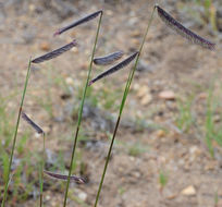 Image of <i>Chondrosum gracile</i>