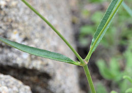 Mirabilis linearis (Pursh) Heimerl resmi