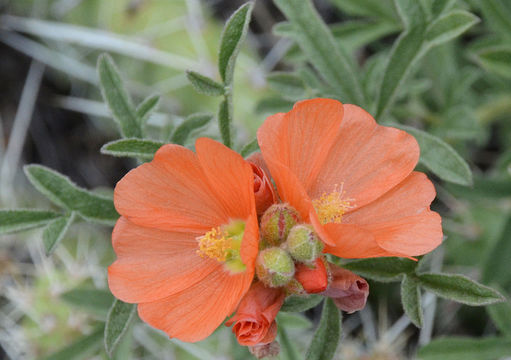 Image of scarlet globemallow