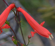 Image of Torrey's penstemon