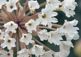 Image of snowball sand verbena