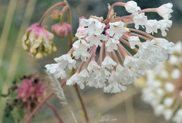 Image of snowball sand verbena