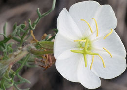 Imagem de Oenothera coronopifolia Torr. & Gray