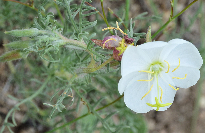 Imagem de Oenothera coronopifolia Torr. & Gray