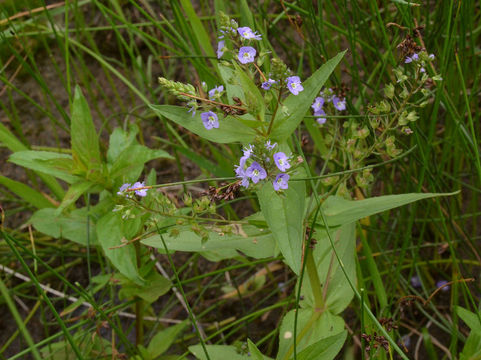 Image of Blue Water-speedwell