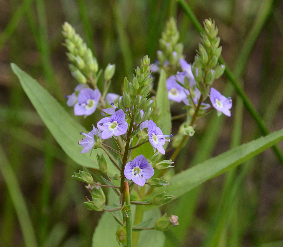 Image of Blue Water-speedwell